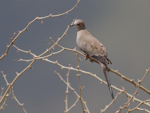 <h3><a href="/trips/tanzania/biota/animalia/chordata/aves/026 columbiformes/001 columbidae/oena capensis/oena capensis-nl.html">Oena&nbsp;capensis</a> / Namaqua&nbsp;dove / Maskerduif</h3>OM-1 Mark II met OLYMPUS M.150-400mm F4.5 TC, 1/2000 sec  bij F5.6, ISO 400, afstand 23.6&nbsp;m